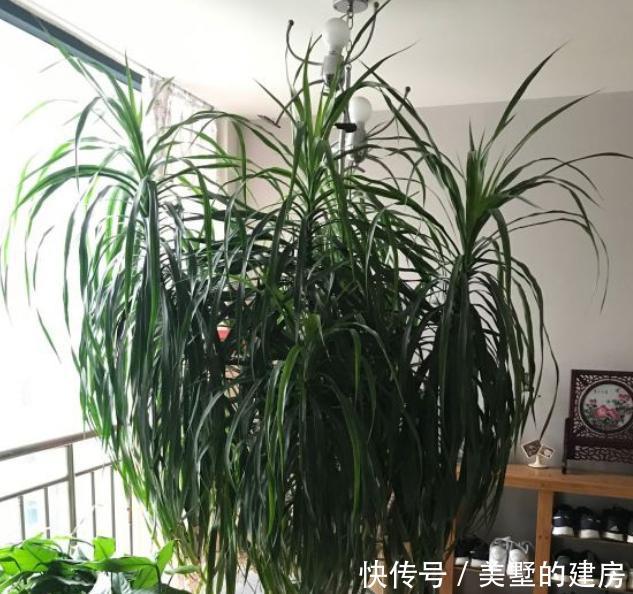 【土壤】龙须树正确换盆缓苗的方法，换完叶片不打蔫，植株更精神