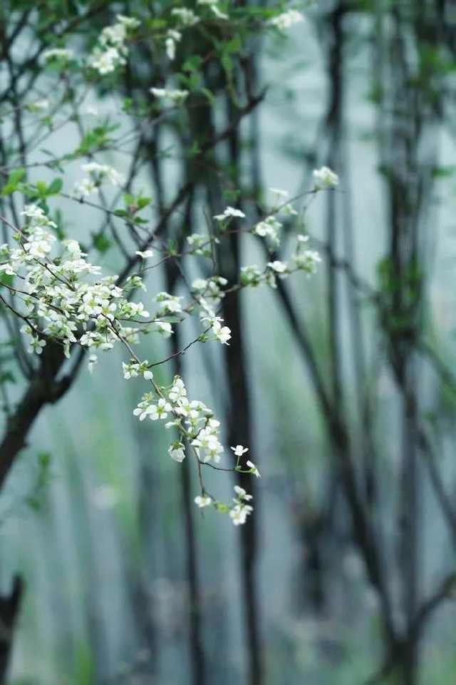  梨花■「清明节」梨花风起正清明，游子寻春半出城