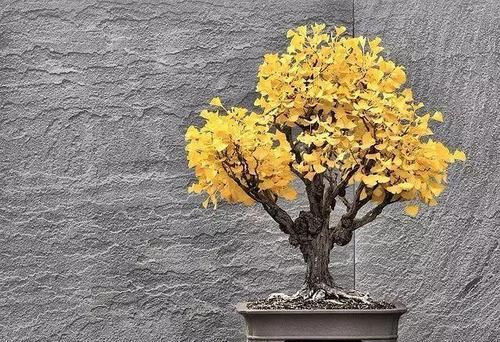  「身价」这六种植物越养越值钱，在家养几年，身价猛涨几倍！你家养了几种