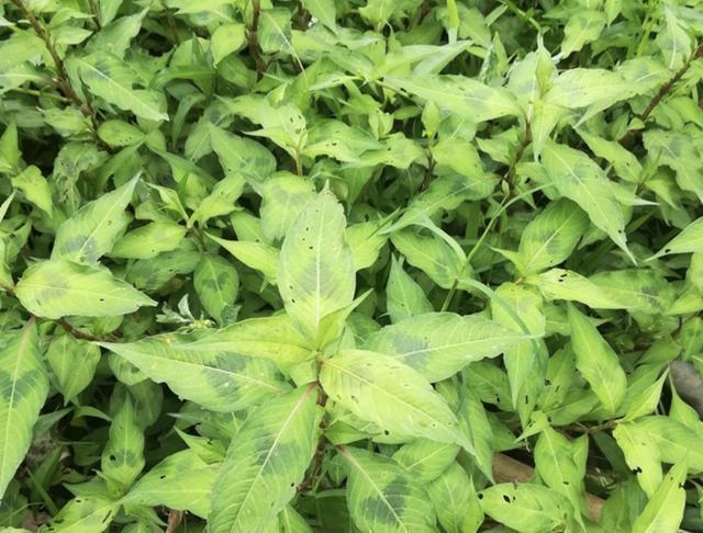  「种植物」池塘边，有1种“辣蓼草”很旺盛，以往“抓鱼”会用到它，用处多