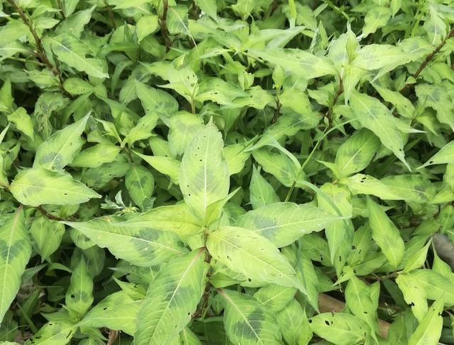 「种植物」池塘边,有1种“辣蓼草”很旺盛,以往“抓鱼”会用到它,用处多