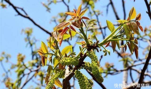 再过一个多月，农村这3种树要“倒霉”了，年年如此让树怎么活？
