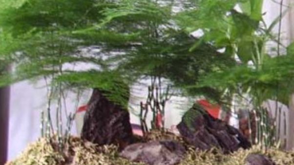  喜欢■喜欢养花，不如养盆驱蚊草一种淡紫色的小花，很是清新。