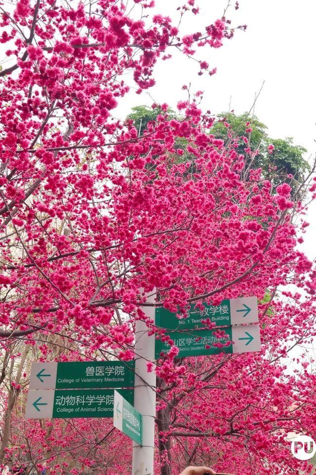 靓！佛山周边1500株樱花已盛开，最美的春天在这里~