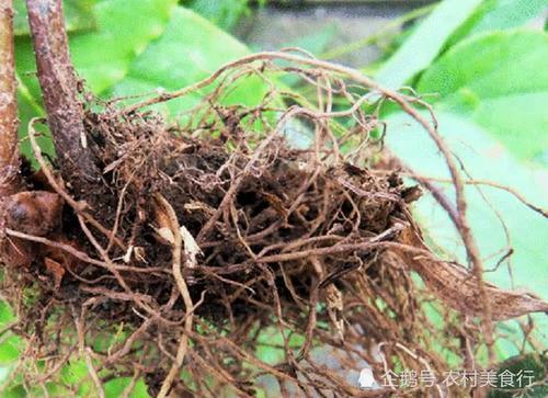 农村这野草人称“千两金”药用价值高，如今市面上一斤150元