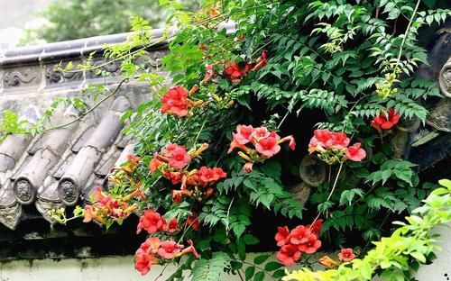  「枝条」凌霄花可以水培繁殖吗？怎么样？
