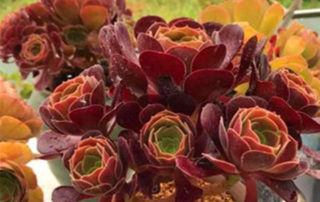  法师：教大家将法师多肉养成手捧花,方法简单学一遍就会