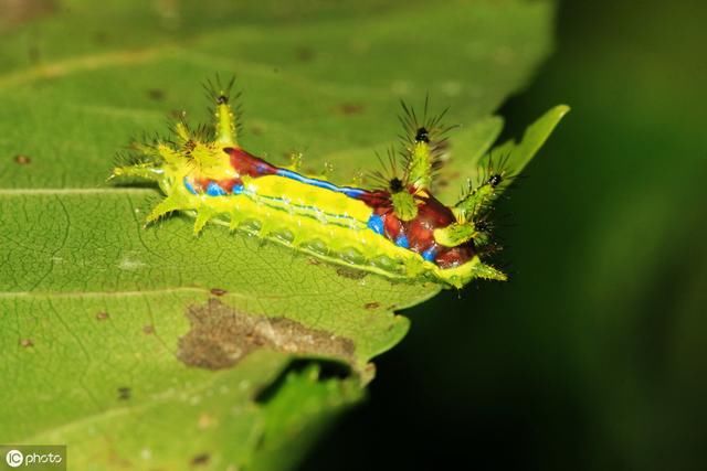 在农村被“洋辣子”蛰了怎么办？老农：不要着急，解药就在它身上