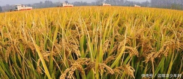 为何印度粮食产量仅中国一半，却能养活庞大的人口，还大量出口