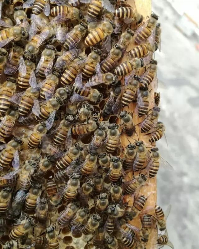 中蜂也有螨虫吗?怎么治呢?