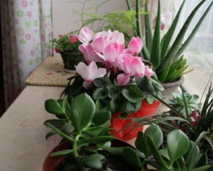  【硫酸亚铁药】养花总养不好，学会使用这3种“药”，根茎变壮硕，四季都开花！