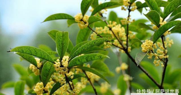  【镇宅】农村四大镇宅之树是什么？种在哪个位置可以旺宅？