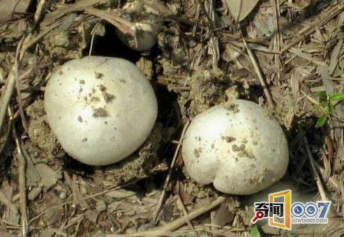 大叔捡两个“白馒头”：竟高价卖出