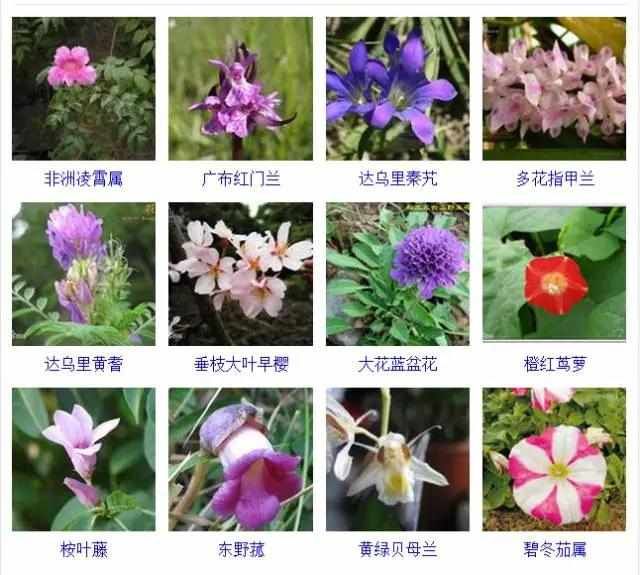  【品种】400种 · 观花植物品种大全，值得收藏