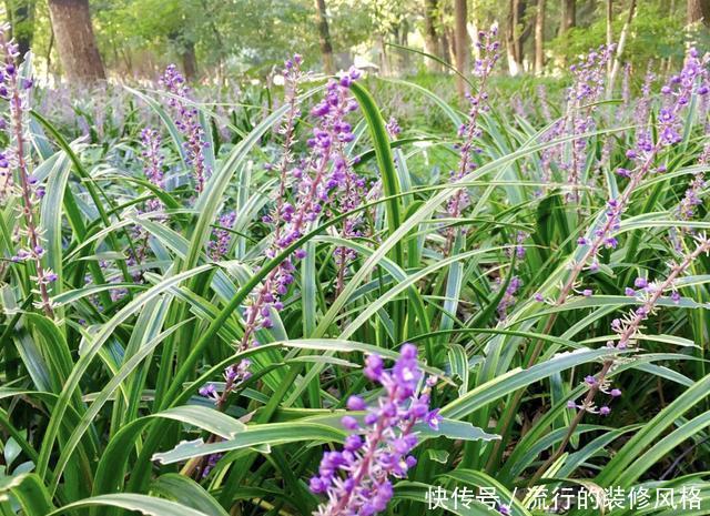 『漂亮』农田里的1种“沿阶草”,有着漂亮的花朵,比茉莉花奇特,还珍贵