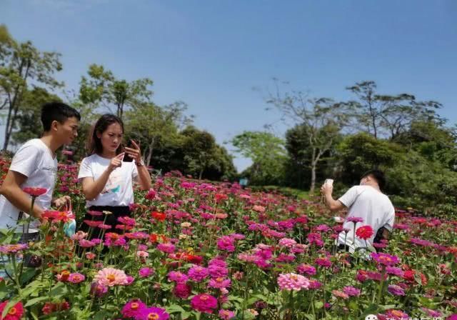公园的向:超罕见白色、黑色向日葵!8千㎡花海!就藏在珠海市区!