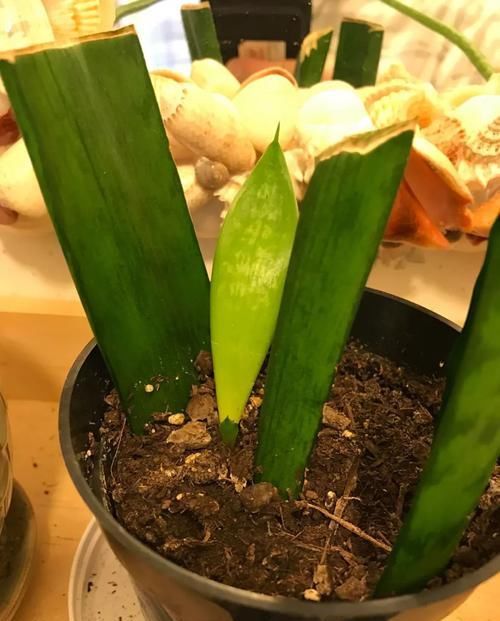  『环境下』虎皮兰原本生长在非洲，难怪那么怕冷，给足光照还能开花