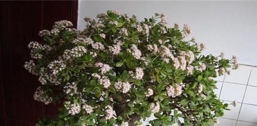  『值钱』这几种植物养在家里，外形美观寓意好，而且越养越值钱