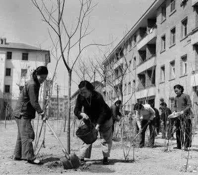  槐树@北京人的生活，一年四季都离不开树！