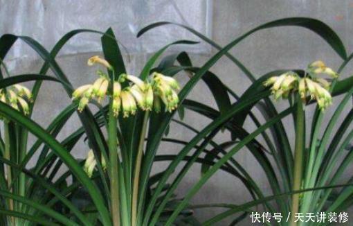  『土豪』土豪才能养得起的4种花，个个价值惊人，你家能养得起么？