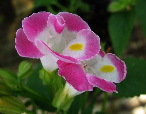  #蜀葵#此几款花放阳台，每天浇水就爆盆，天天浇水，天天爆盆，绚丽多彩
