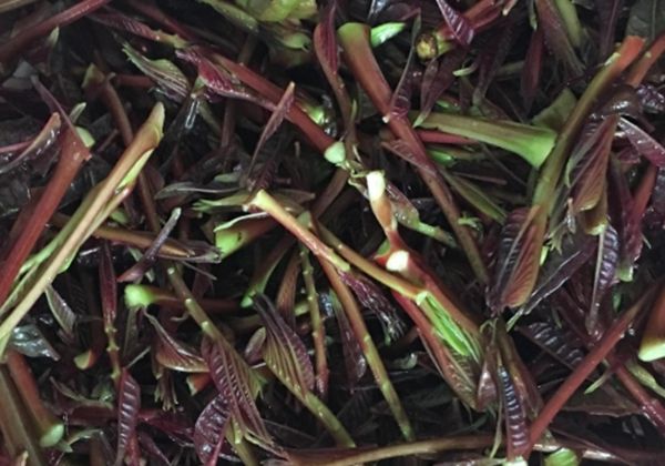  「食物」这4种蔬菜发芽后,不但没毒,而且营养价值翻倍,丢掉真的可惜了