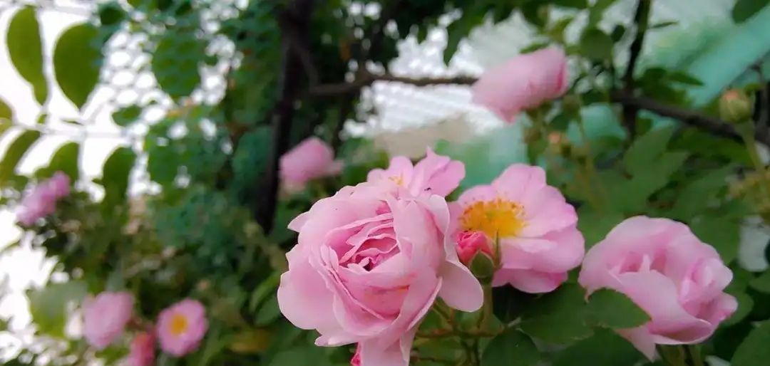  「适合」适合懒人养的花,养成轻松成本低!