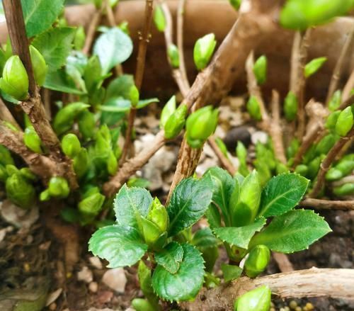  「影响」绣球花脚芽比花苞还多会影响开花吗？高兴还来及，开花爆盆稳了