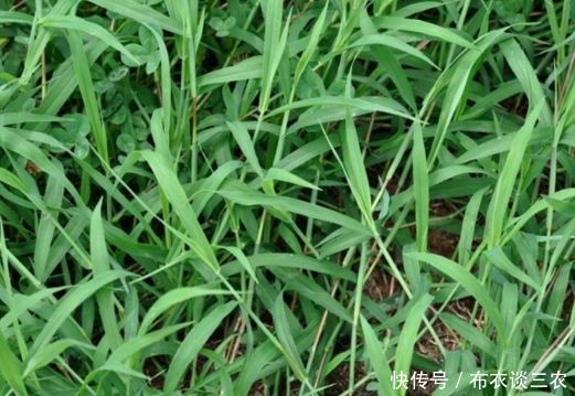 现在吃这4种野菜,治皮肤病,胃炎肝炎,降三高,想