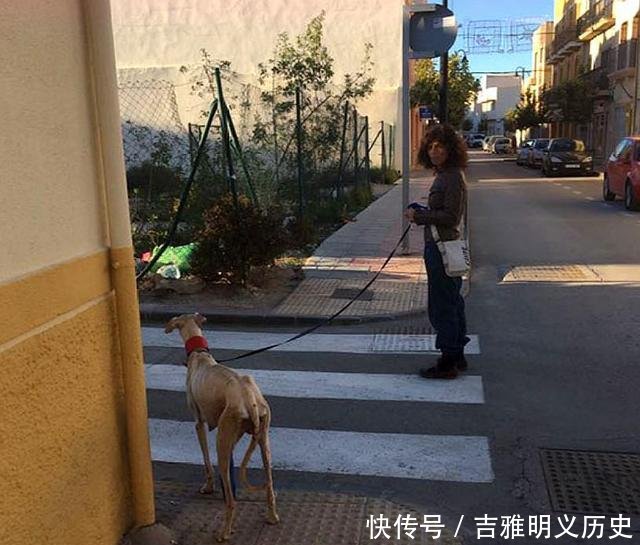  回家：流浪狗被女子所救，它带伤“引导”女子回家，10只小狗也有幸被救