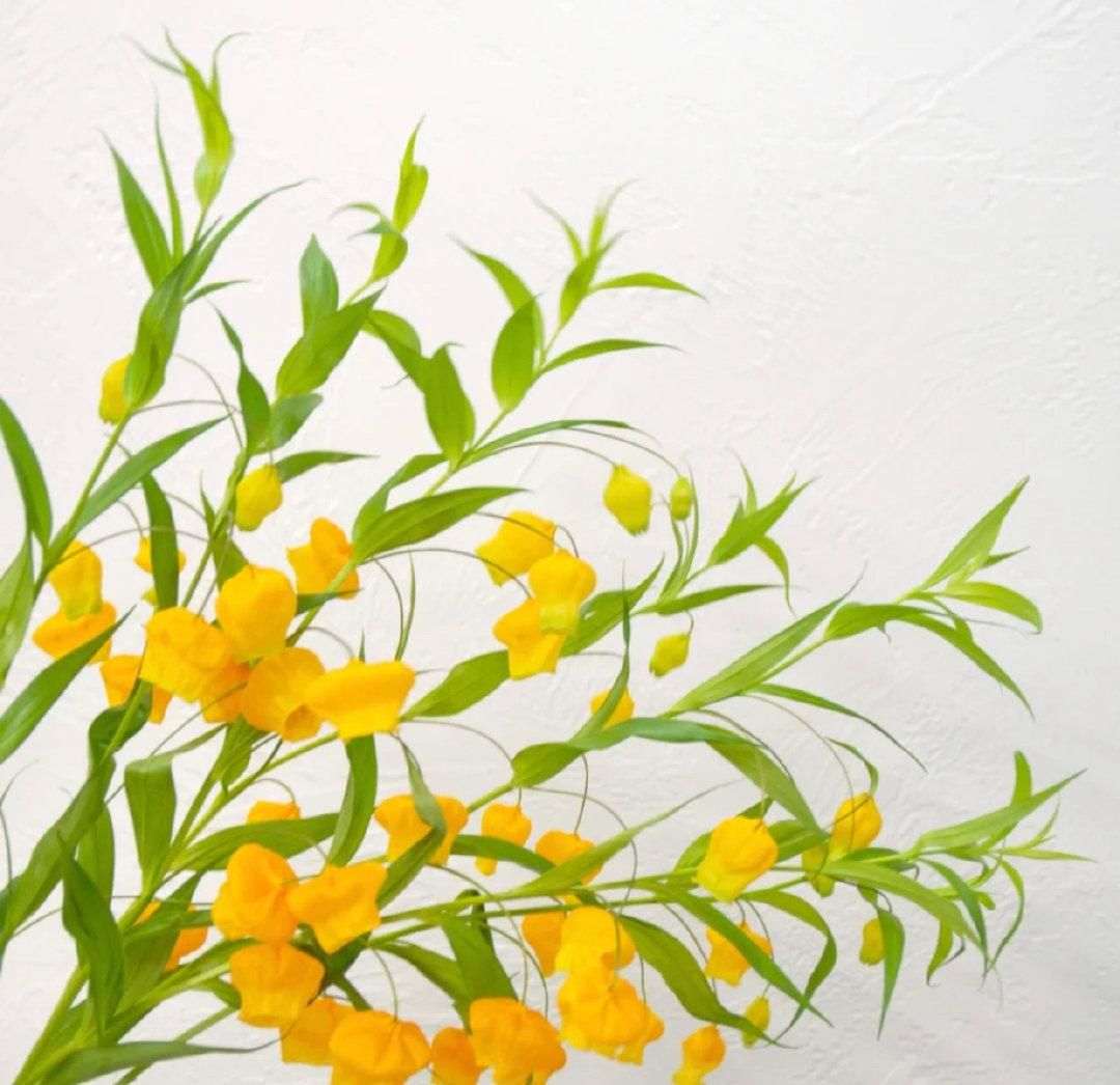  【稀少】号称是鲜花中的爱马仕，枝干上挂满了一盏盏小宫灯，数量稀少且价格奇高