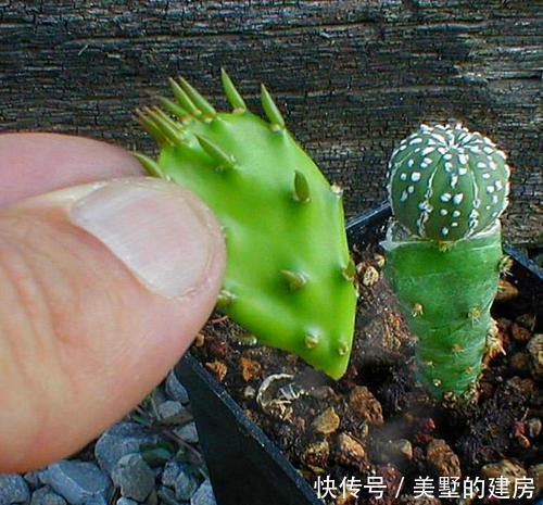 嫁接@仙人球用来扦插,简单三步很简单,开花变多更具观赏性