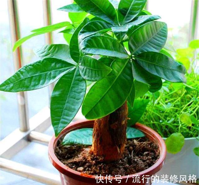 叶片翠绿■发财树有“3怕”,难怪叶子发黄长得慢,学会了新叶新芽蹭蹭长
