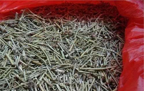  「随处可见」几十年前随处可见的杂草，现在被人们广泛种植！