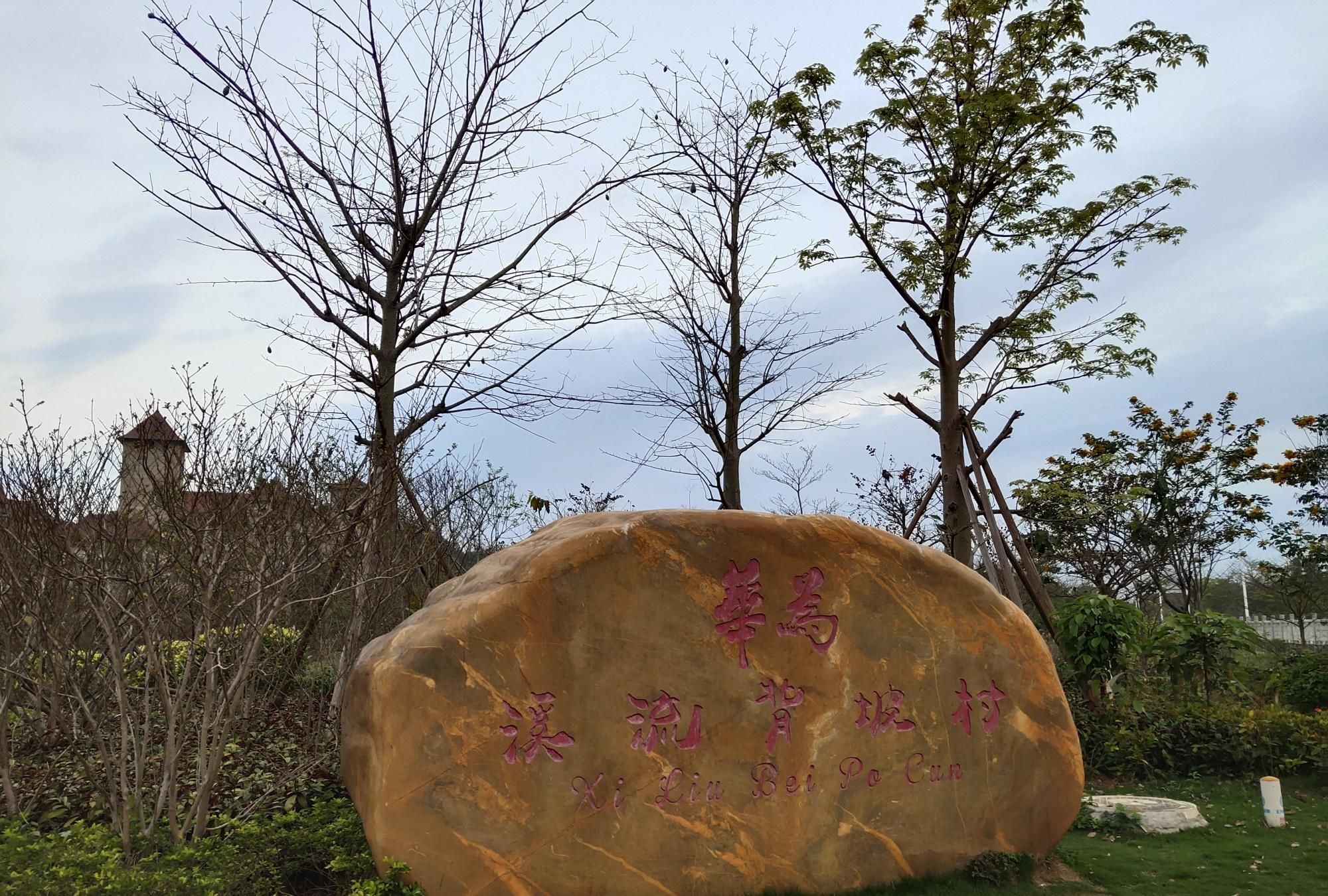  『风铃』再访松山湖黄花风铃木