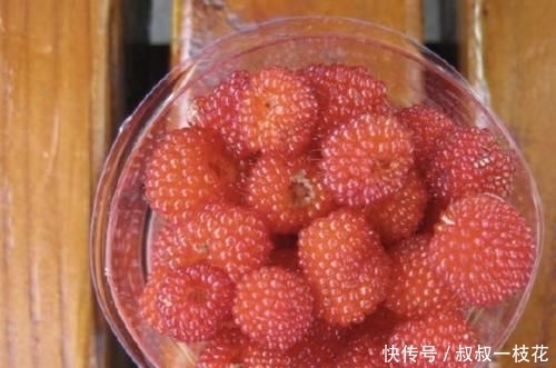 草莓■山沟下有1种“野果”,小时候叫它“野草莓”,果子为红色,珍贵