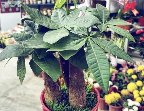  养护@要让“发财树”生长快，得靠“3招”，学一下，叶片油绿又好看！