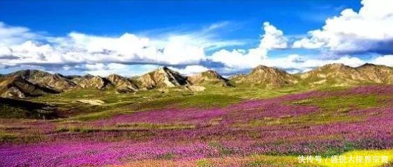 大老远跑去新疆看花海河北千亩花海正在盛放，门票56离家还近！