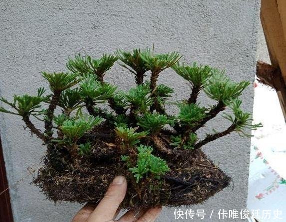  【花盆】农村1种野草像“云竹”，一分钱不花，捡回家做“盆景”高颜值