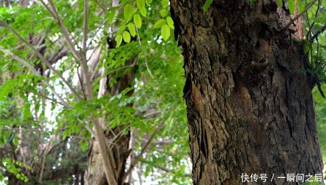 农民把它当柴烧，却不知它是珍贵的“黄檀”，价值比紫檀还高