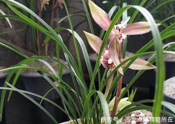「盆栽」盆栽兰花为什么总烂根?多注意4方面问题,根须越长越旺