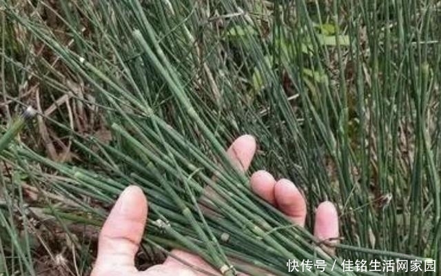 爱护|在河边,看到1种“木贼草”请爱护,如今在花店15元1盆,有价值