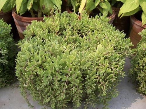 狗牙:1种多肉植物,人称“狗牙瓣”,常生长在河边,挖回家养,漂亮!
