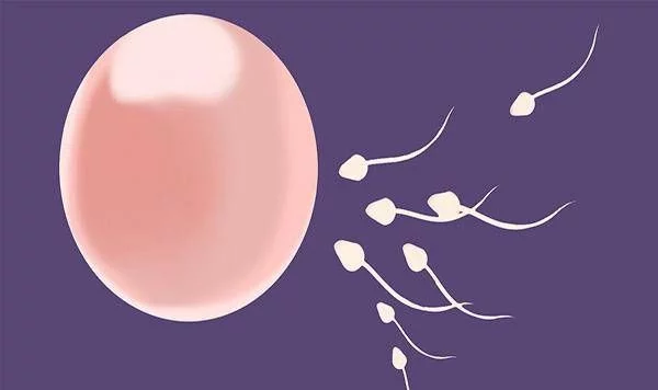 女性如何了解排卵期并改善受孕率？排卵时身体发出什么信号？