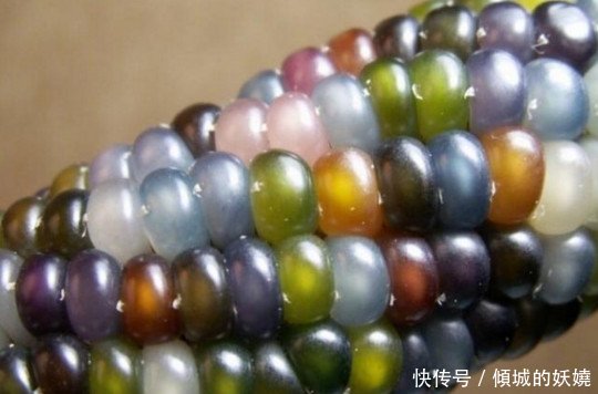  「玉米」农民种出带有“玉石”的玉米，非但没有高兴，反而气的