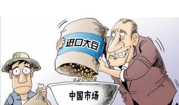 为什么中国大量进口美国大豆而不收购我们国内自己产的大豆?