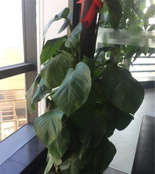  【要及时】生活中这几种水,最好不要浇花,浇1盆死1盆,千万注意不能忽视