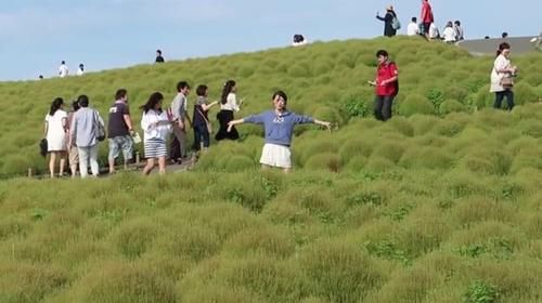  全身@这植物全身都是“宝”，在中国被视为野草，在日本却身价翻倍！