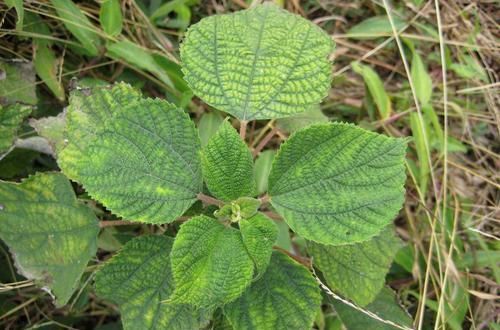  「苎麻」草地里的一种“植物”，是布料的原材料，全身是宝