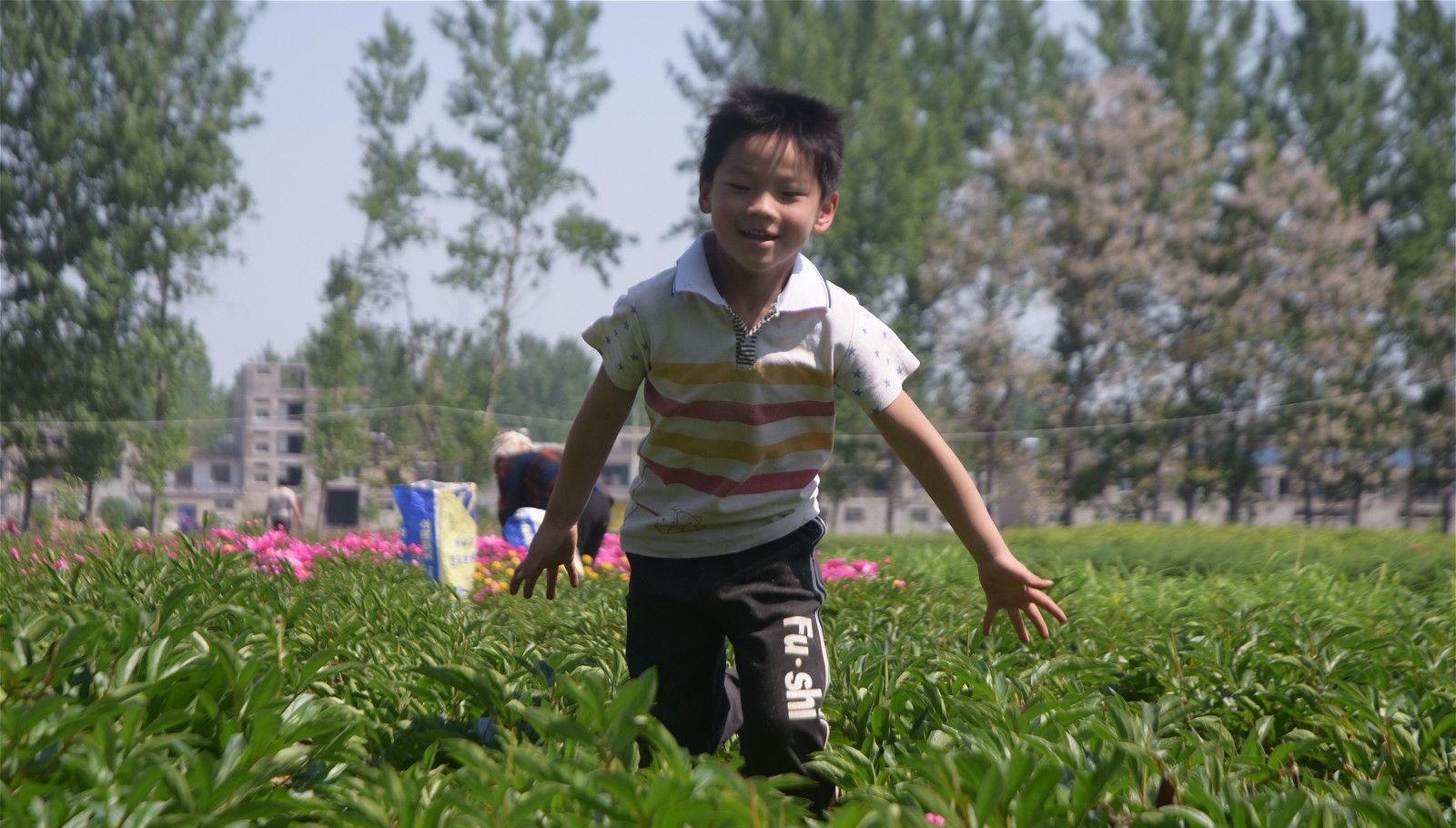  作物|曾经让农村人羡慕的作物，生长期为4年，如今越长越不值钱